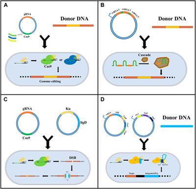 The application of CRISPR /Cas mediated gene editing in synthetic biology: Challenges and optimizations